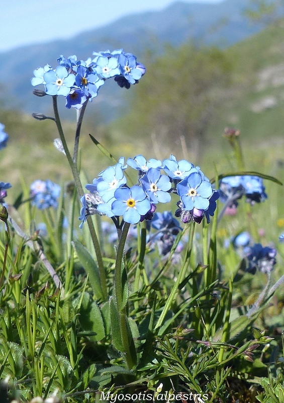 Monte Doro e Cima della Laghetta, le orchidee e i loro ambienti - luglio 2025.